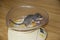 Weight control of a dormouse baby