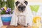 Weight loss with diet concept. fat beautiful pretty pug dog sitting on a bench outdoor in terrace with water and lemon in front of