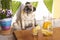 Weight loss with diet concept. fat beautiful pretty pug dog sitting on a bench outdoor in terrace with water and lemon in front of