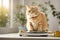 Weight monitoring concept Overweight cat standing on scales. ai generative