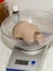 Weighting a Baby southern three-banded armadillo in a zoo