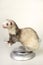 Weighting ferrets for condition at home with kitchen weight