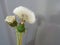 Weightless dandelion on the background of the European plan. Dandelion after flowering
