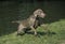 Weimar Pointer Dog, Adult standing near Water