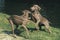 Weimar Pointer Dog, Adults playing near Water