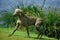 Weimar Pointer Dog, Male emerging from Water