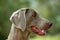 Weimaraner