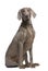 Weimaraner (2 years)