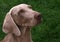 The Weimaraner