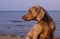 Weimaraner on the beach