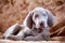 Weimaraner blue puppy