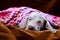 Weimaraner blue puppy