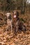 Weimaraner and Brown flat coated retriever in the autumn forest. Happy dogs. Hunting dogs. Hunting dogs sitting in the woods.