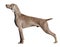 Weimaraner Dog