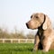 Weimaraner dog