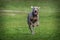 Weimaraner dog in action in park