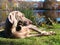 Weimaraner Dog basking