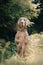 Weimaraner dog begging outdoors in summer