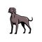 Weimaraner Dog Breed Mascot