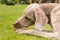 Weimaraner dog breed in an outdoor. Big dog on a green field eats a dried snack. Dog with bone chewing