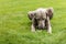 Weimaraner dog breed in an outdoor. Big dog on a green field eats a dried snack. Dog with bone chewing