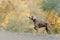 Weimaraner dog in a collar standing outdoors in autumn