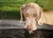 Weimaraner dog drinking out of a horse water trough