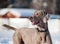 Weimaraner dog in a frozen, snowy winter world on a cold, sunny
