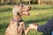 A weimaraner dog greets a person