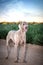 Weimaraner dog / grey ghost hound