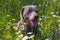 Weimaraner dog happy in a flowers field