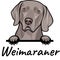 Weimaraner dog isolated on a white background