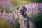 Weimaraner dog in lavander