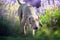 Weimaraner dog in lavander