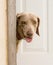 Weimaraner dog looking out of a doorway