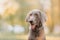 Weimaraner dog portrait in a collar outdoors in spring