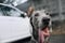 Weimaraner dog portrait outdoors in a collar