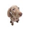 Weimaraner dog puppy - thinking