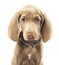 Weimaraner dog on a pure white background