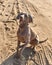 Weimaraner dog ready to play with a ball