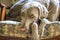 Weimaraner dog relaxing on a chair on a chilly winter day.