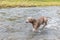 Weimaraner dog in the river. Autumn day on the hunt. Hunting season. Hunting dog in the water