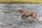 Weimaraner dog in the river. Autumn day on the hunt. Hunting season. Hunting dog in the water