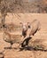 Weimaraner dog running and jumping