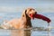 Weimaraner dog running in a lake