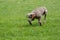 Weimaraner Dog running outside in the park. Selective focus