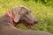 Weimaraner dog with signal pink collar profile portrait