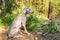 Weimaraner dog sitting in the forest in summer. Hunting hound in the woods. Hunting season