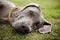 Weimaraner dog sleeping in a field