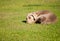 Weimaraner dog sleeping on grass